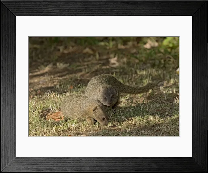 Framed Print : Picture No. 10891468 Framed Print : Picture No. 10891468