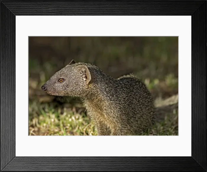 Framed Print : Picture No. 10891470 Framed Print : Picture No. 10891470