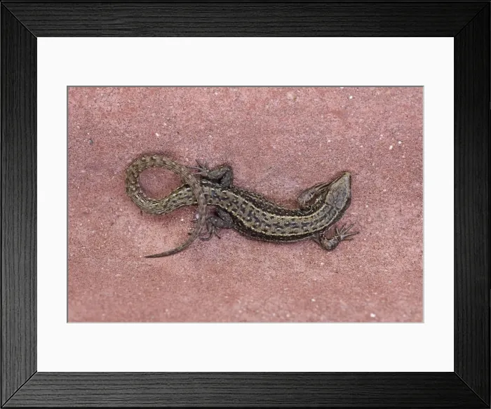 Framed Print : Picture No. 10891540 Framed Print : Picture No. 10891540