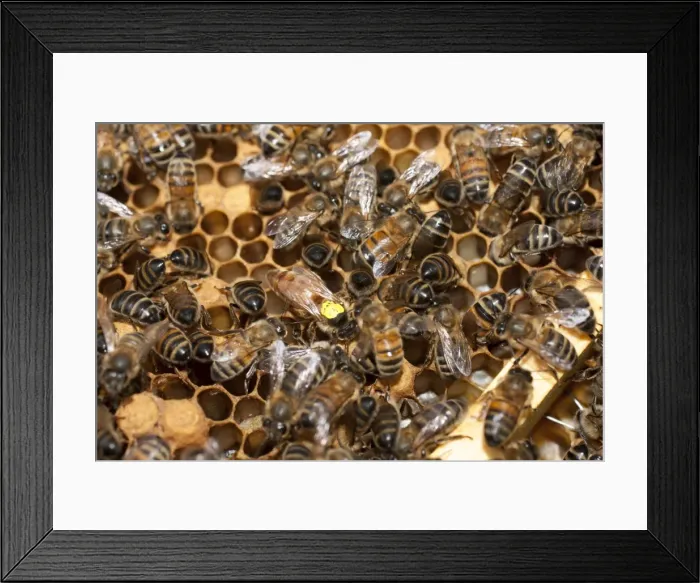 Framed Print : Picture No. 10891536 Framed Print : Picture No. 10891536