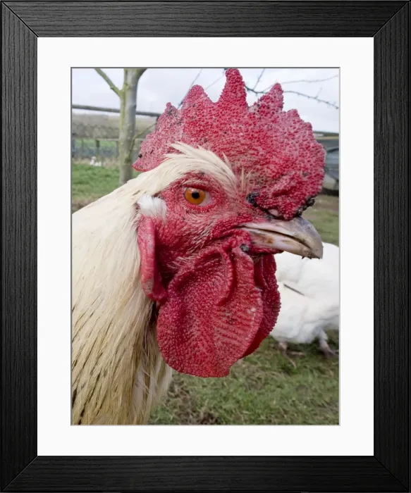 Framed Print : Picture No. 10891478 Framed Print : Picture No. 10891478