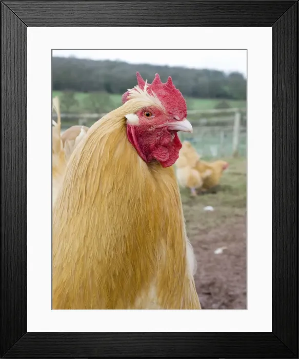 Framed Print : Picture No. 10891480 Framed Print : Picture No. 10891480