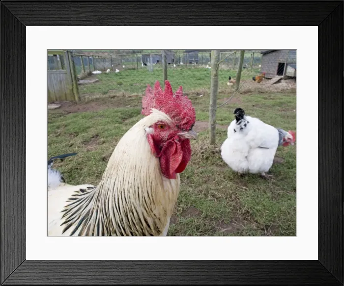 Framed Print : Picture No. 10891477 Framed Print : Picture No. 10891477