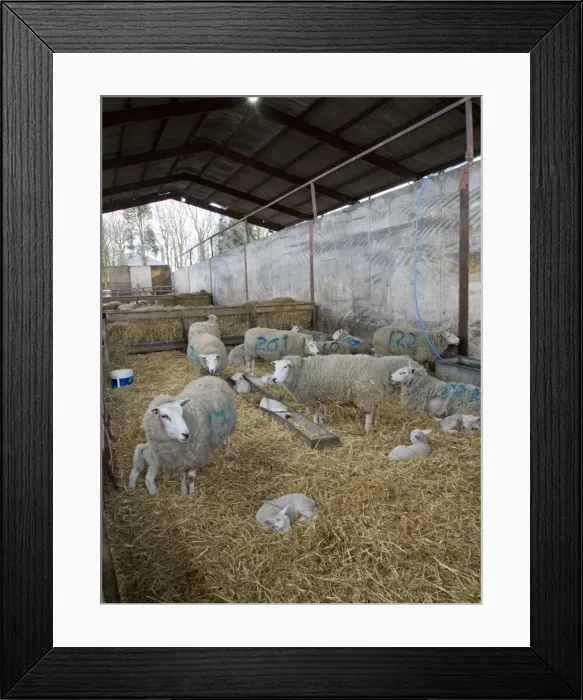 Framed Print : Picture No. 10891482