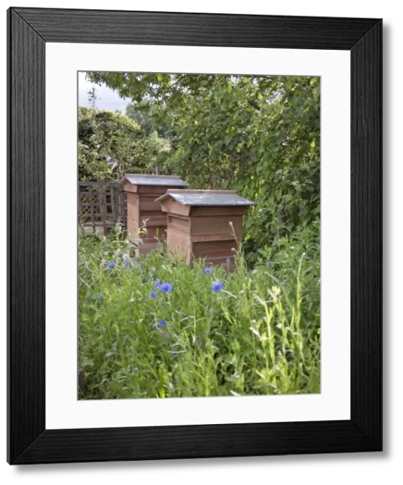 Framed Print : Picture No. 10891486 Framed Print : Picture No. 10891486
