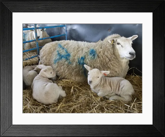 Framed Print : Picture No. 10891485 Framed Print : Picture No. 10891485