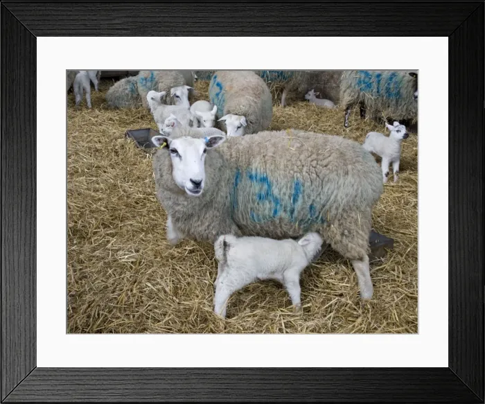 Framed Print : Picture No. 10891483 Framed Print : Picture No. 10891483