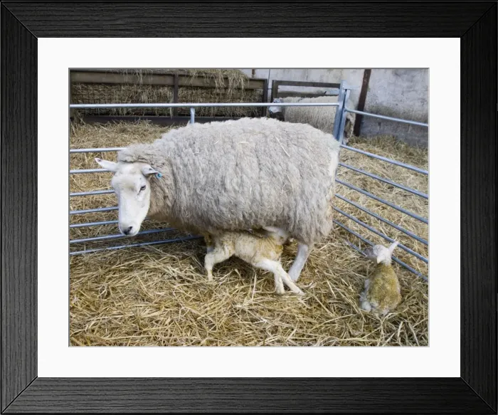 Framed Print : Picture No. 10891484 Framed Print : Picture No. 10891484