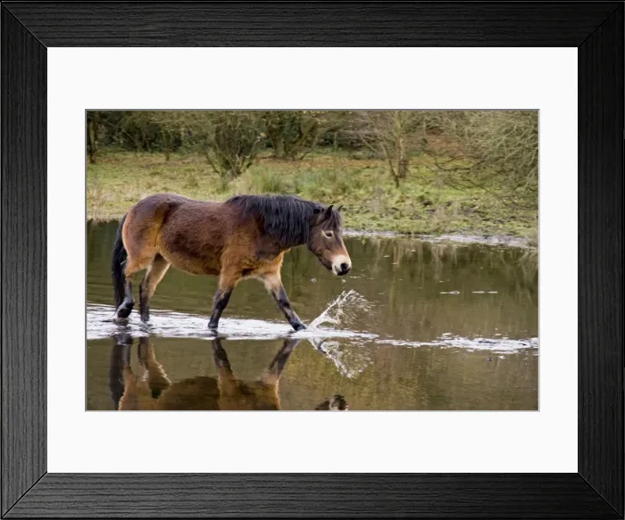 Framed Print : Picture No. 10891495