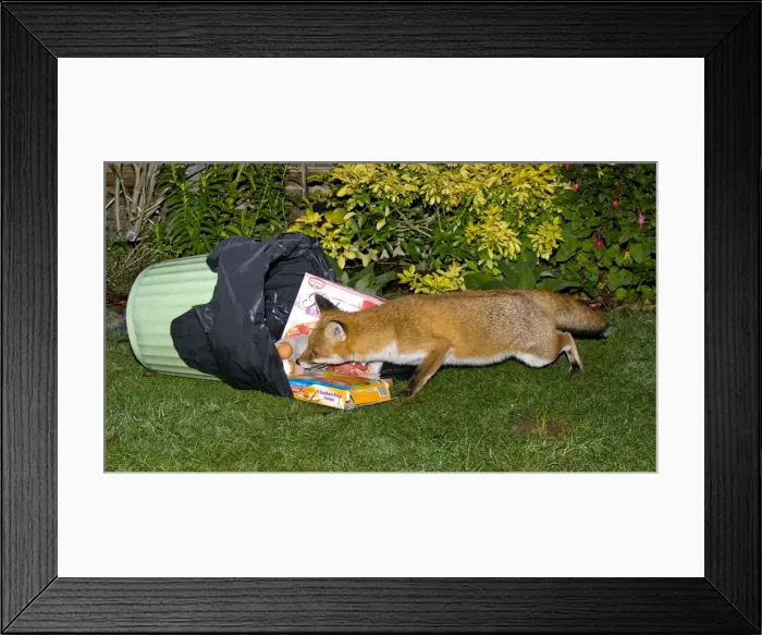 Framed Print : Picture No. 10891496 Framed Print : Picture No. 10891496