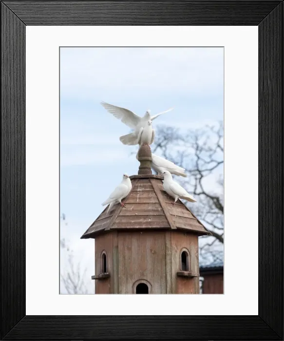 Framed Print : Picture No. 10891497 Framed Print : Picture No. 10891497