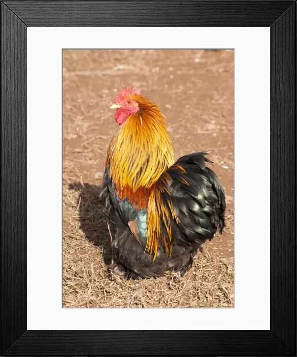 Framed Print : Picture No. 10891499 Framed Print : Picture No. 10891499