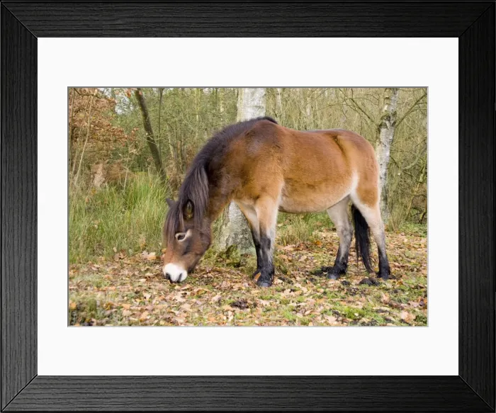Framed Print : Picture No. 10891492 Framed Print : Picture No. 10891492