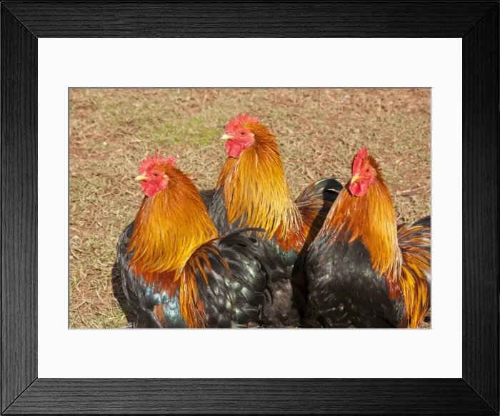Framed Print : Picture No. 10891500 Framed Print : Picture No. 10891500