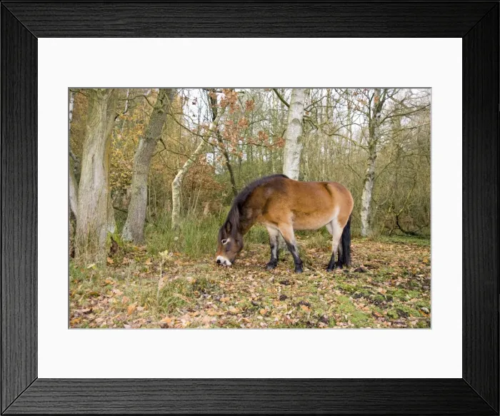 Framed Print : Picture No. 10891493 Framed Print : Picture No. 10891493