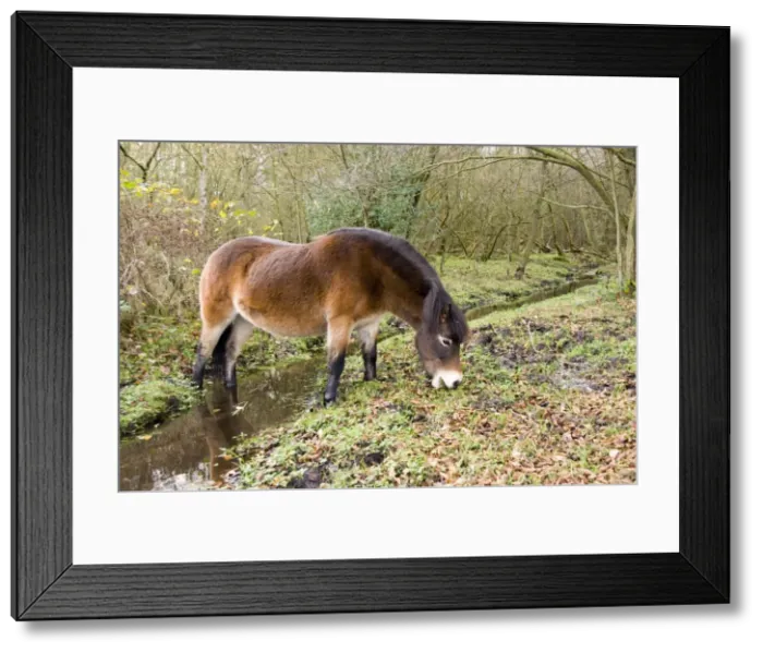 Framed Print : Picture No. 10891494 Framed Print : Picture No. 10891494