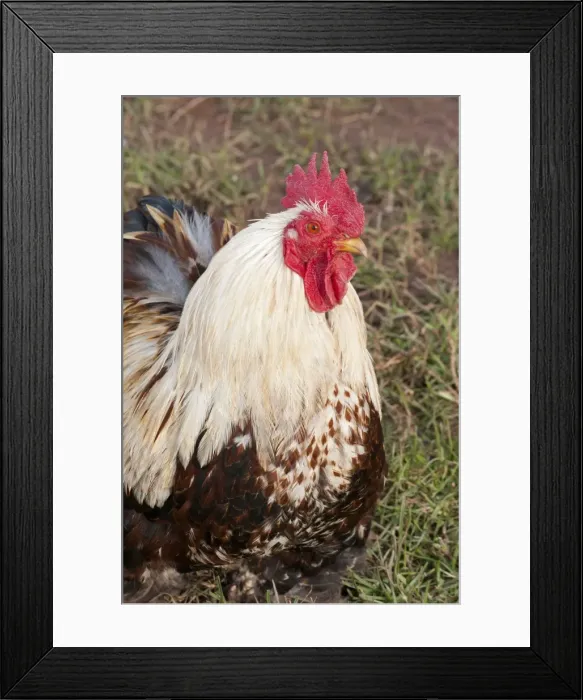 Framed Print : Picture No. 10891502 Framed Print : Picture No. 10891502