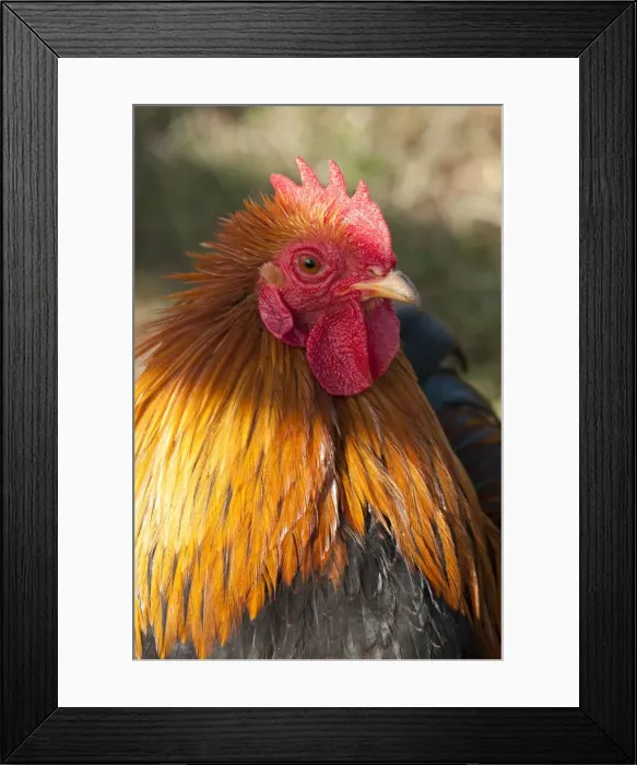 Framed Print : Picture No. 10891501 Framed Print : Picture No. 10891501