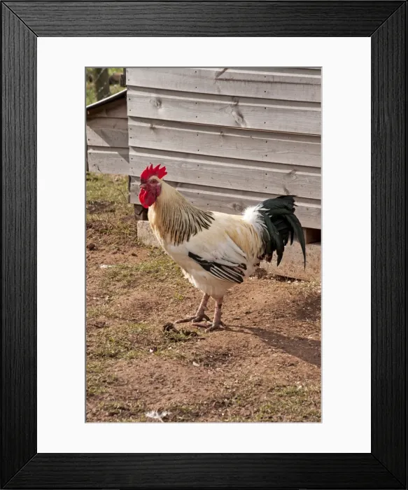 Framed Print : Picture No. 10891498 Framed Print : Picture No. 10891498