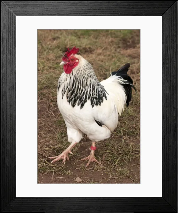 Framed Print : Picture No. 10891504 Framed Print : Picture No. 10891504