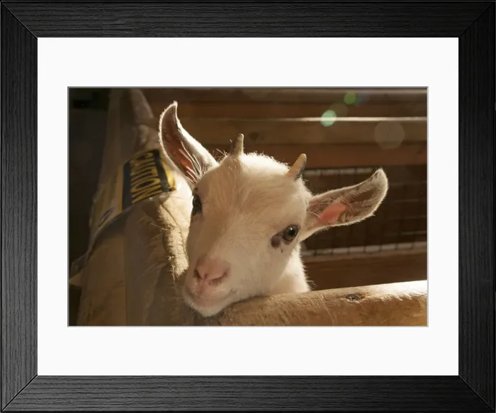 Framed Print : Picture No. 10891505 Framed Print : Picture No. 10891505
