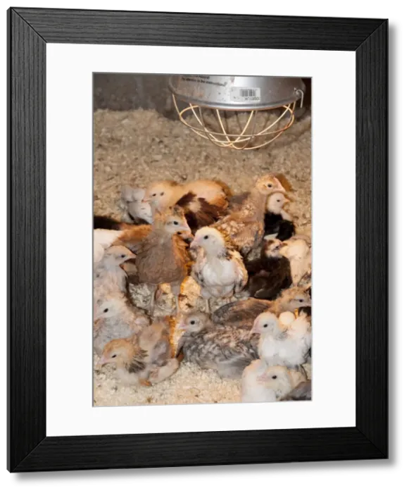 Framed Print : Picture No. 10891506 Framed Print : Picture No. 10891506