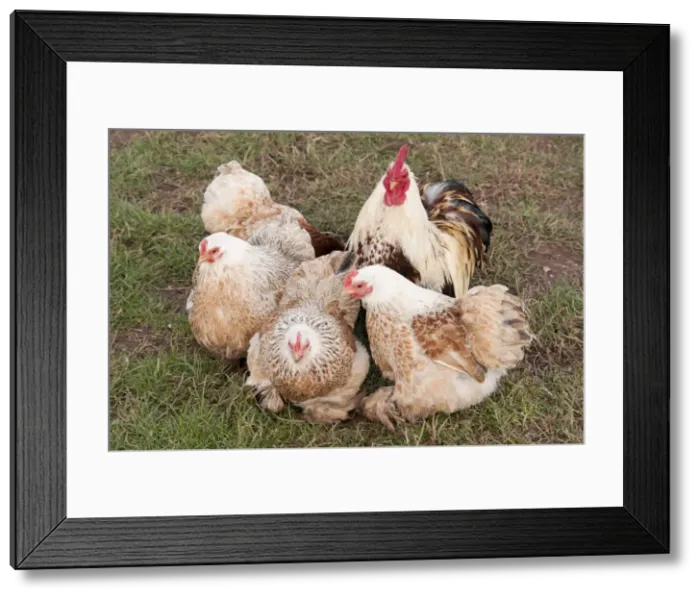 Framed Print : Picture No. 10891503