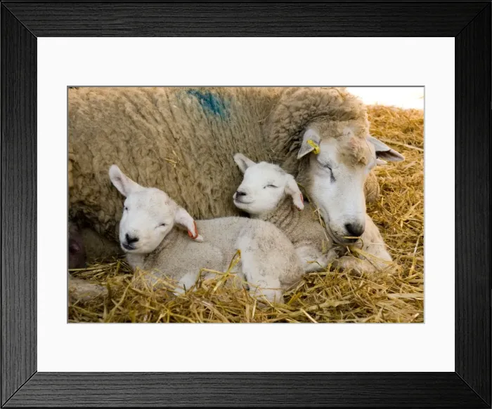 Framed Print : Picture No. 10891510 Framed Print : Picture No. 10891510