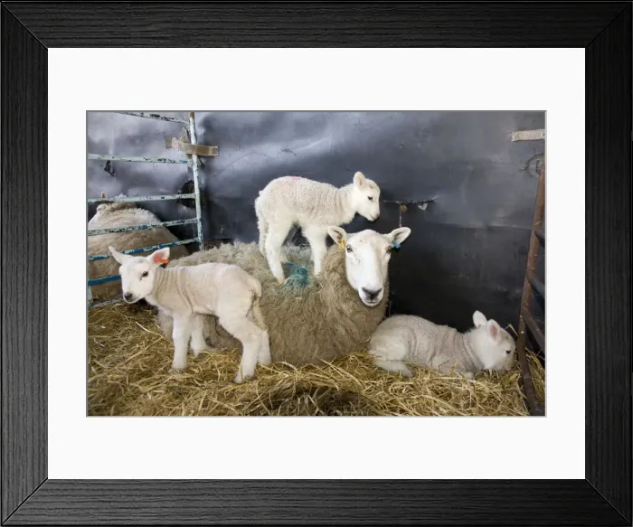 Framed Print : Picture No. 10891508 Framed Print : Picture No. 10891508