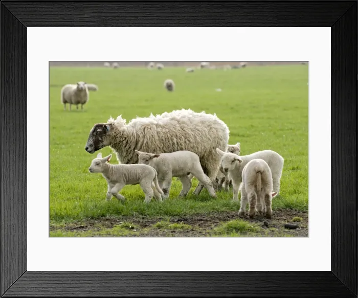 Framed Print : Picture No. 10891513