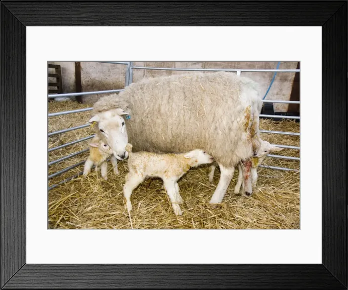 Framed Print : Picture No. 10891509 Framed Print : Picture No. 10891509