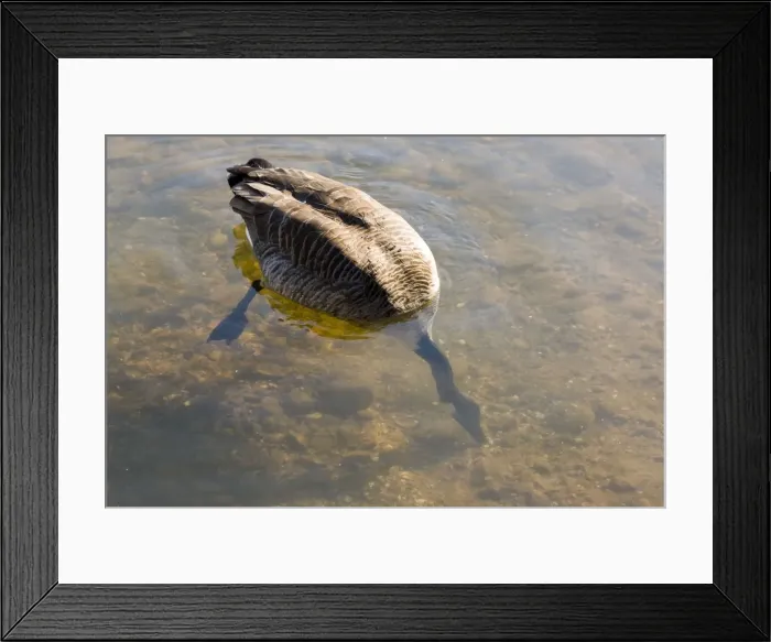 Framed Print : Picture No. 10891514 Framed Print : Picture No. 10891514