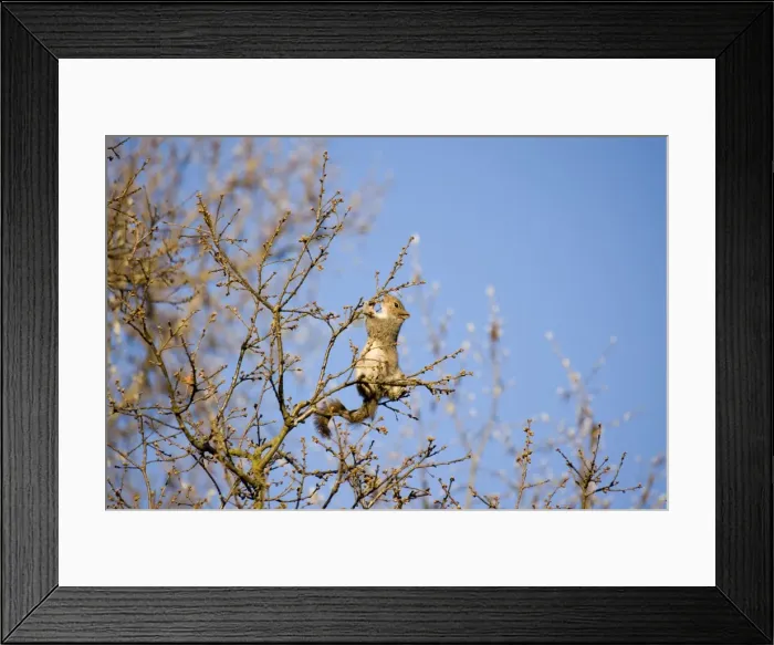 Framed Print : Picture No. 10891516 Framed Print : Picture No. 10891516