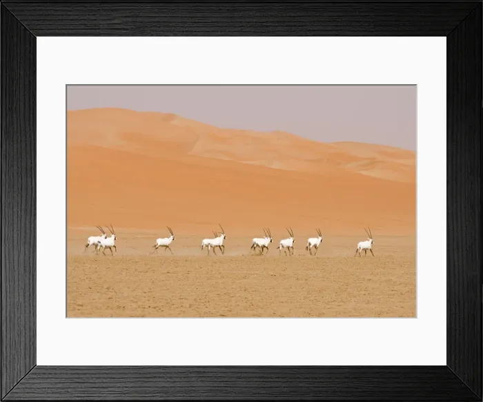 Framed Print : Picture No. 10891520