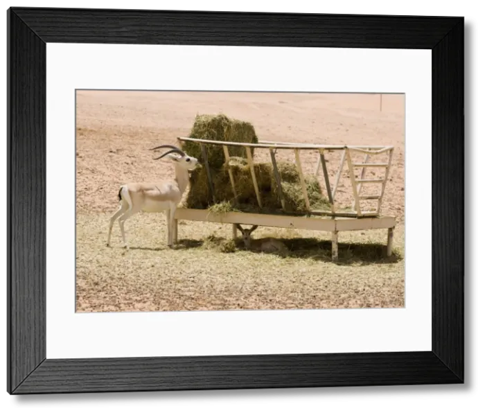 Framed Print : Picture No. 10891526 Framed Print : Picture No. 10891526