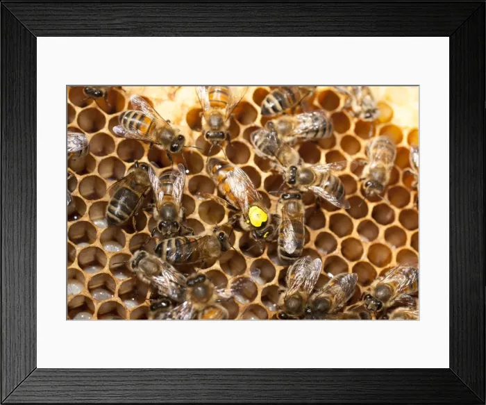 Framed Print : Picture No. 10891530 Framed Print : Picture No. 10891530