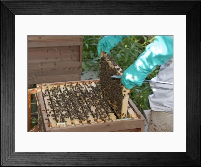 Framed Print : Picture No. 10891531 Framed Print : Picture No. 10891531
