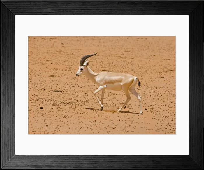 Framed Print : Picture No. 10891525 Framed Print : Picture No. 10891525