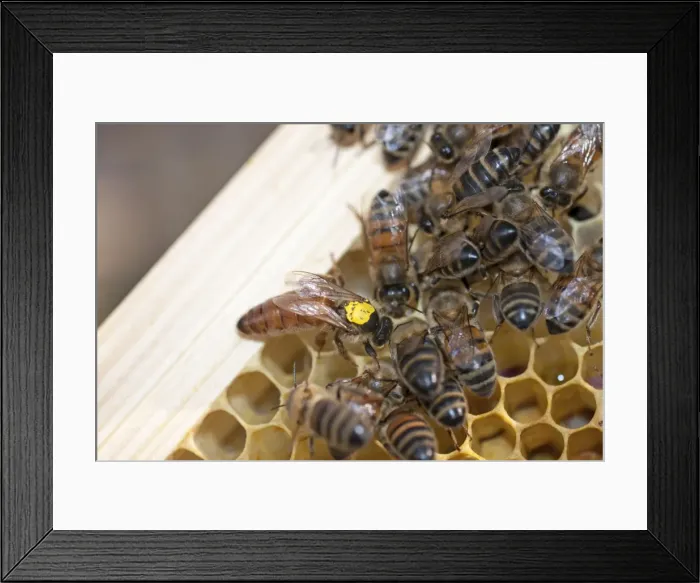 Framed Print : Picture No. 10891535 Framed Print : Picture No. 10891535