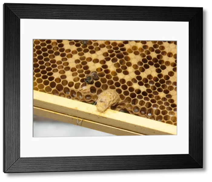 Framed Print : Picture No. 10891537 Framed Print : Picture No. 10891537