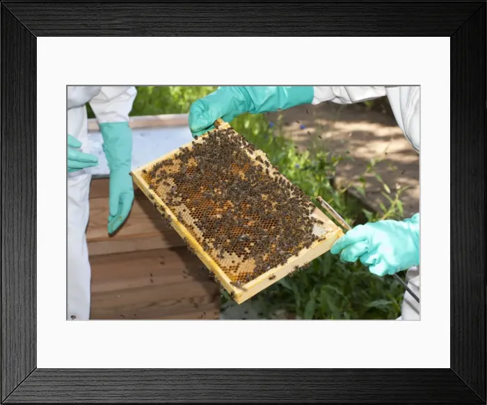 Framed Print : Picture No. 10891532 Framed Print : Picture No. 10891532