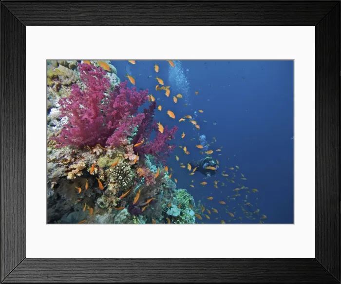 Framed Print : Picture No. 10891541 Framed Print : Picture No. 10891541