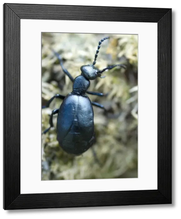 Framed Print : Picture No. 10891545 Framed Print : Picture No. 10891545