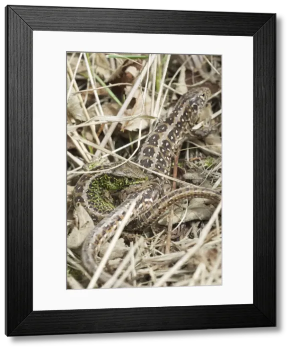 Framed Print : Picture No. 10891539 Framed Print : Picture No. 10891539