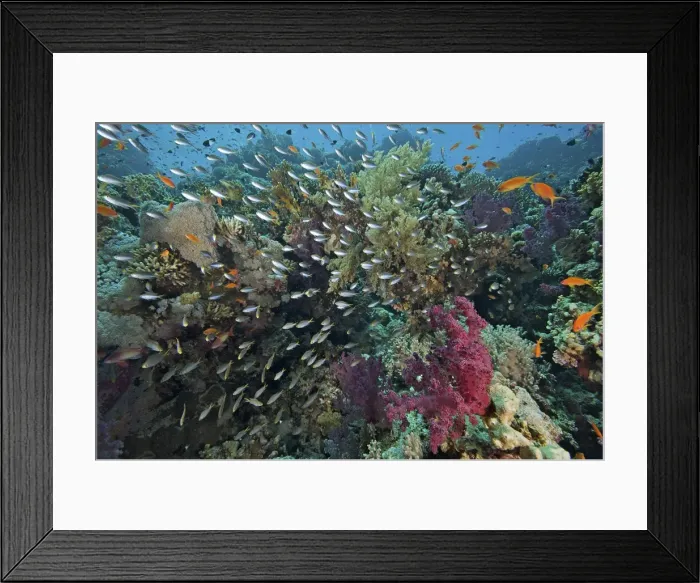 Framed Print : Picture No. 10891546 Framed Print : Picture No. 10891546