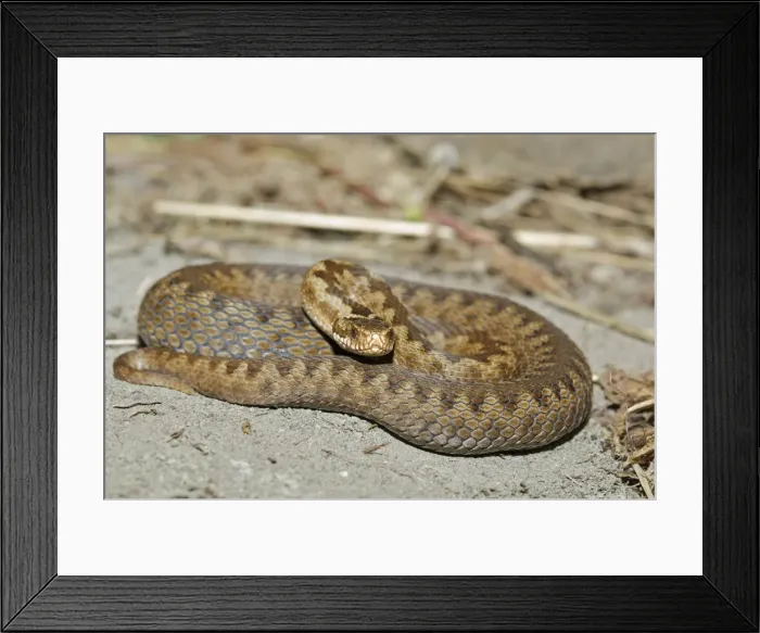 Framed Print : Picture No. 10891548