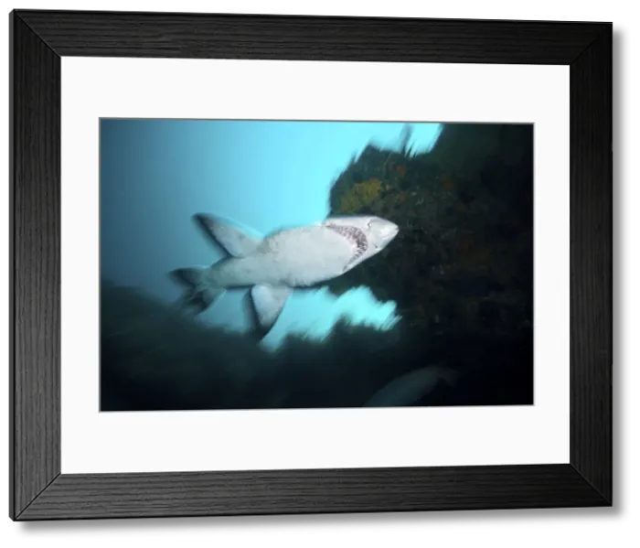 Framed Print : Picture No. 10891547 Framed Print : Picture No. 10891547