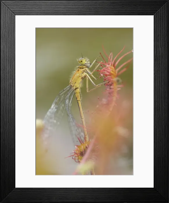 Framed Print : Picture No. 10891550 Framed Print : Picture No. 10891550