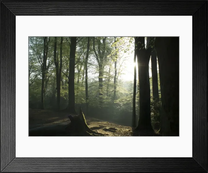 Framed Print : Picture No. 10891542 Framed Print : Picture No. 10891542