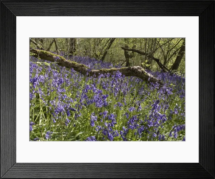 Framed Print : Picture No. 10891543 Framed Print : Picture No. 10891543